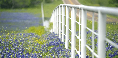 bluebonnets
